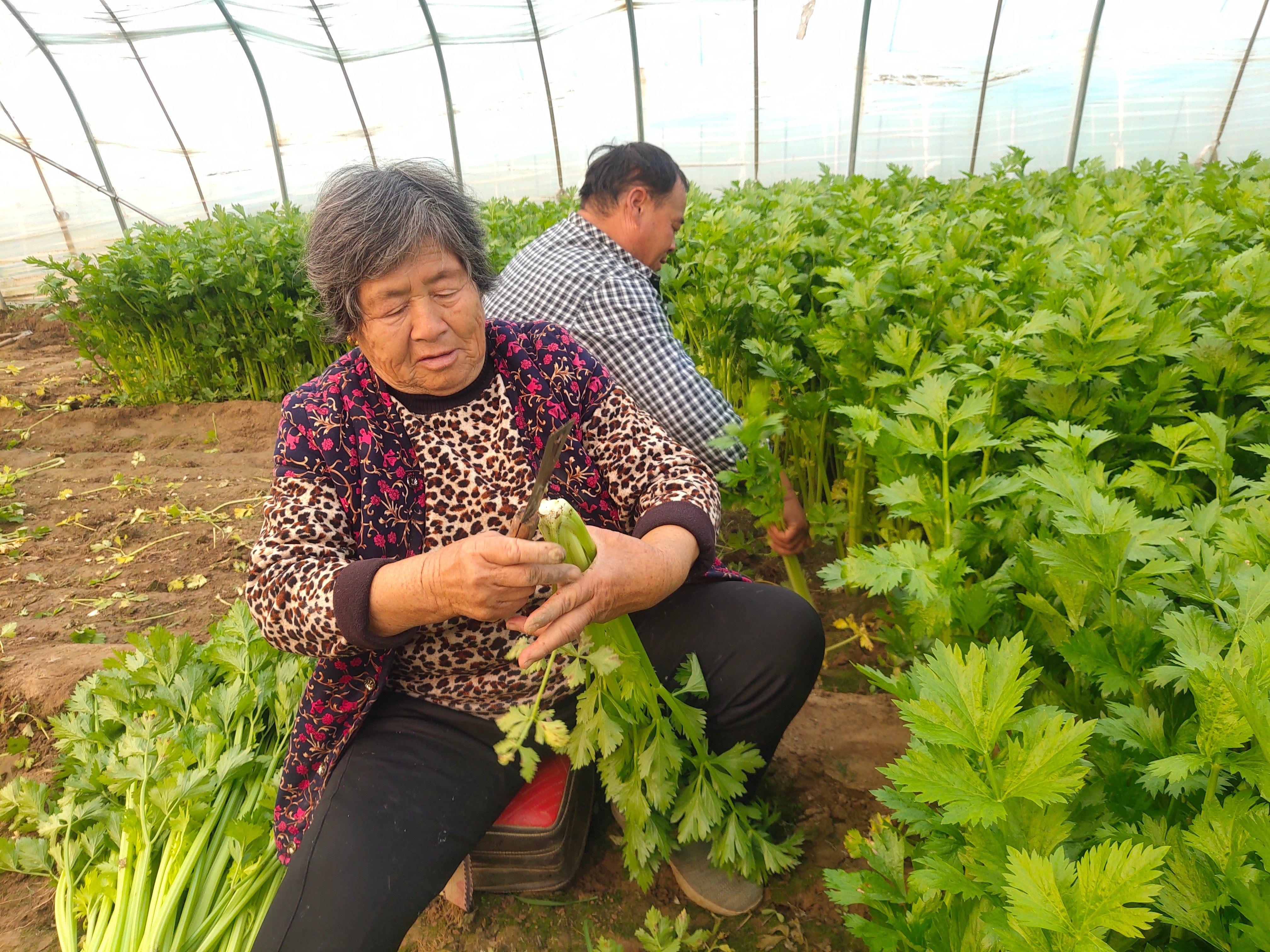 芹菜最新行情分析