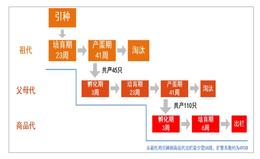 白羽鸡最新价格动态分析