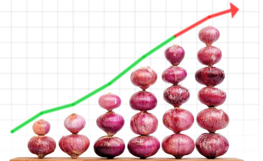 圆葱最新价格动态分析